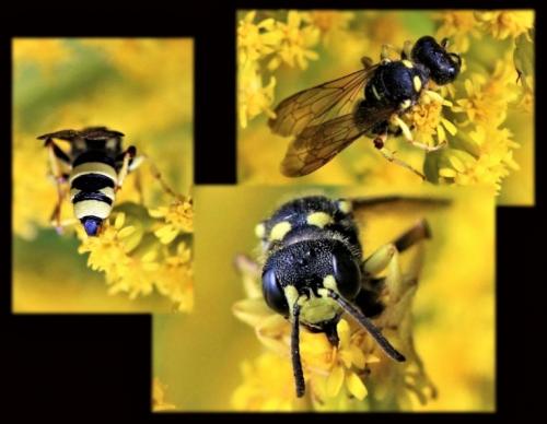 Cerceris rybyensis